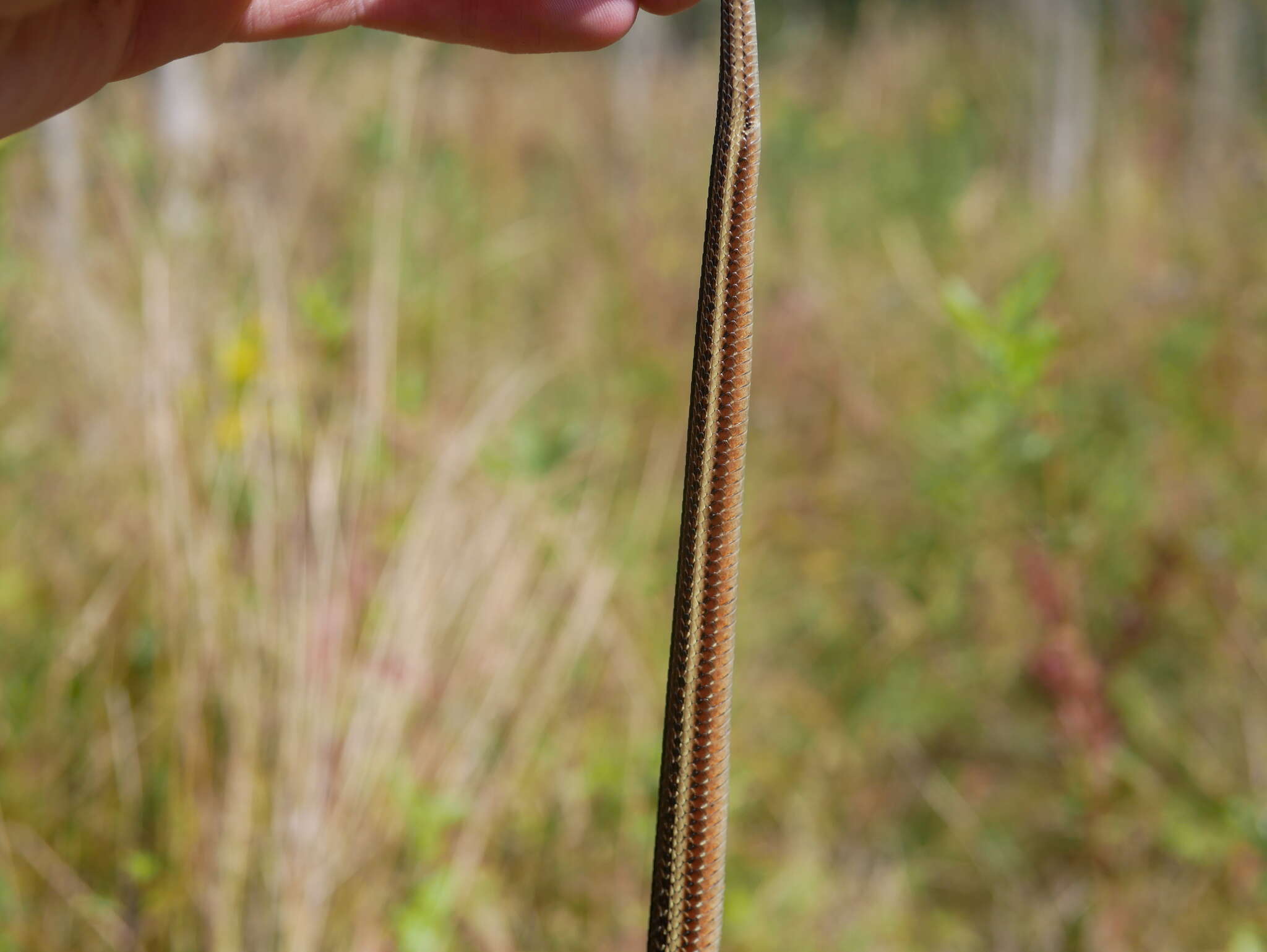 Image of Butler's Garter Snake