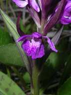 Dactylorhiza traunsteineri subsp. traunsteineri的圖片