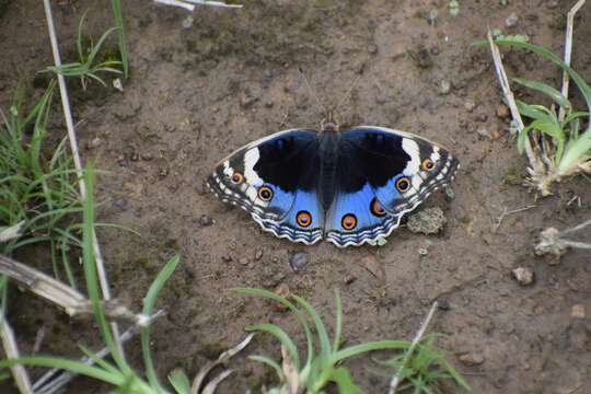 Image de Junonia orithya Linnaeus 1764