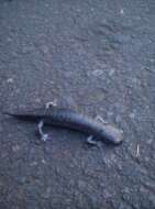 Image of Coffee Grove Salamander