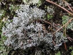 Image of fragile ball lichen