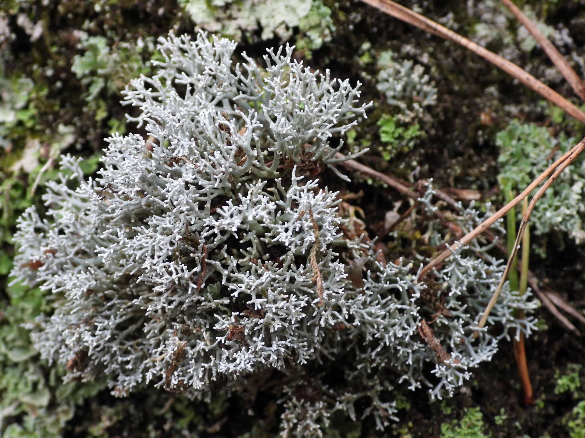 Image of fragile ball lichen