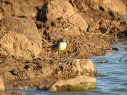 Image of Western Yellow Wagtail