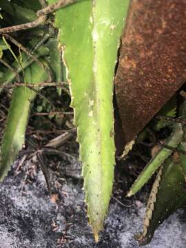 Image of devil's backbone