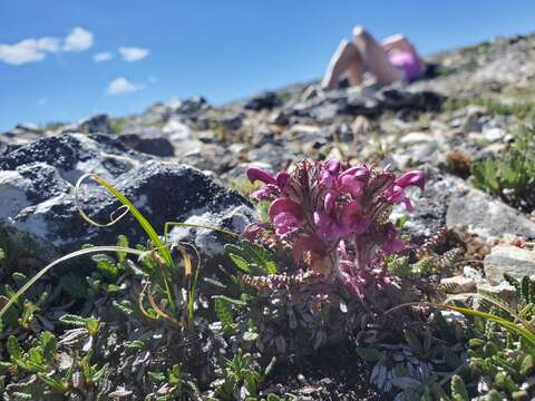 Imagem de Pedicularis pulchella Pennell