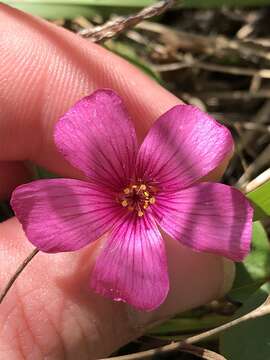 Image of Oxalis brasiliensis Lodd.