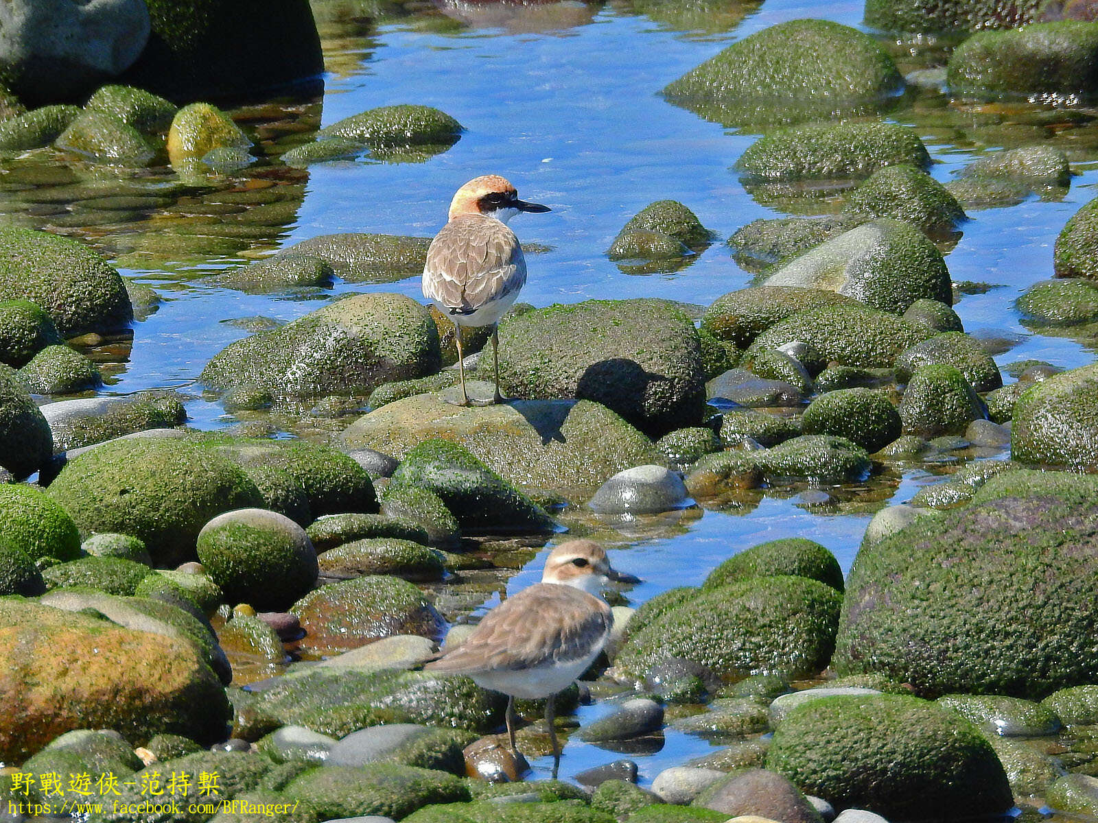 Image of Greater Sand Plover