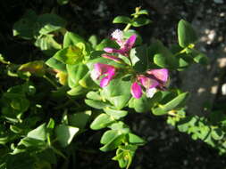 Polygala fruticosa Berg.的圖片