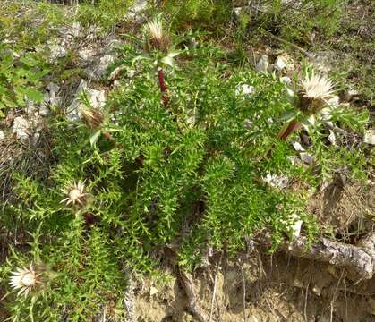 Слика од Carlina acaulis subsp. caulescens (Lam.) Schübl. & G. Martens