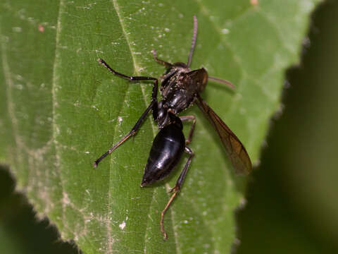 Agelaia angulata (Fabricius 1804)的圖片