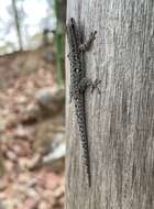 Image of Angola Dwarf  Gecko