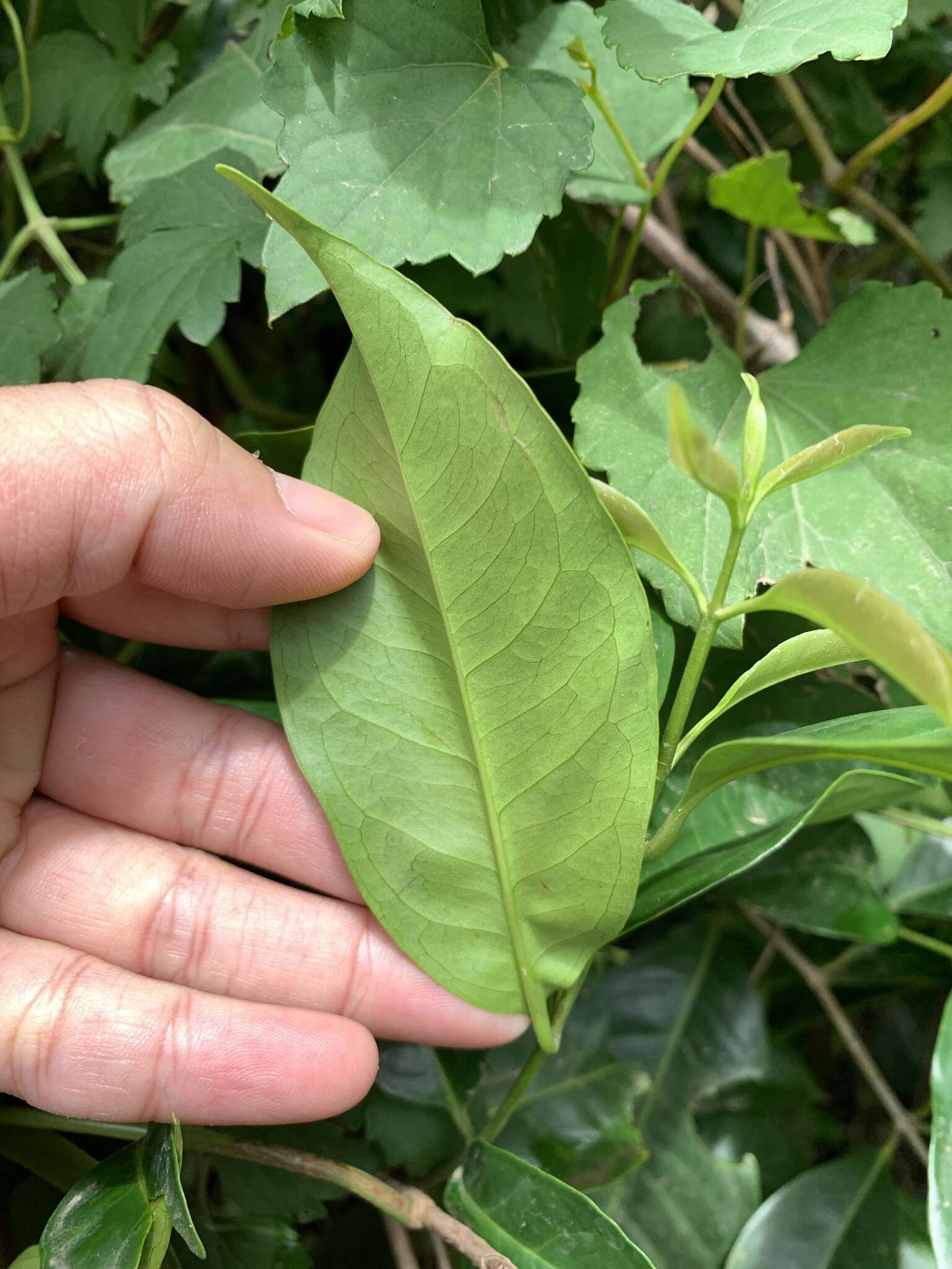 Image of Syzygium tripinnatum (Blanco) Merr.