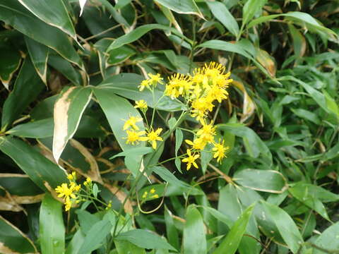 Image of Solidago virgaurea subsp. asiatica (Nakai ex Hara) Kitam. ex Hara