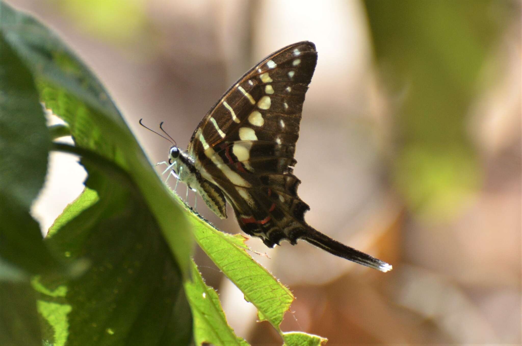 Image of Dancing Swallowtail