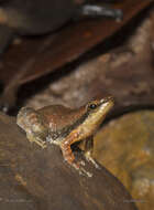 Image of northern dancing frog