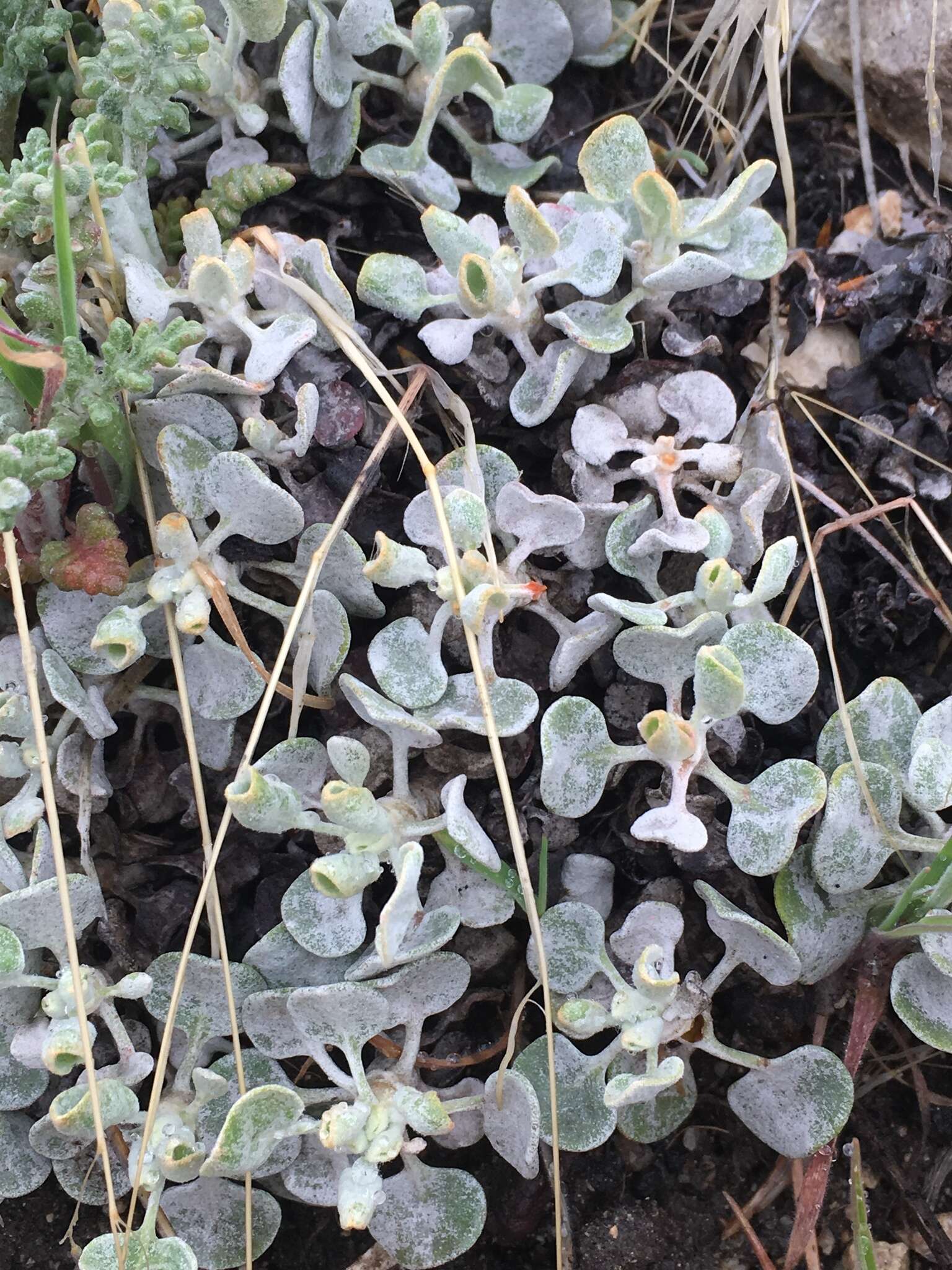 Image of Steamboat buckwheat