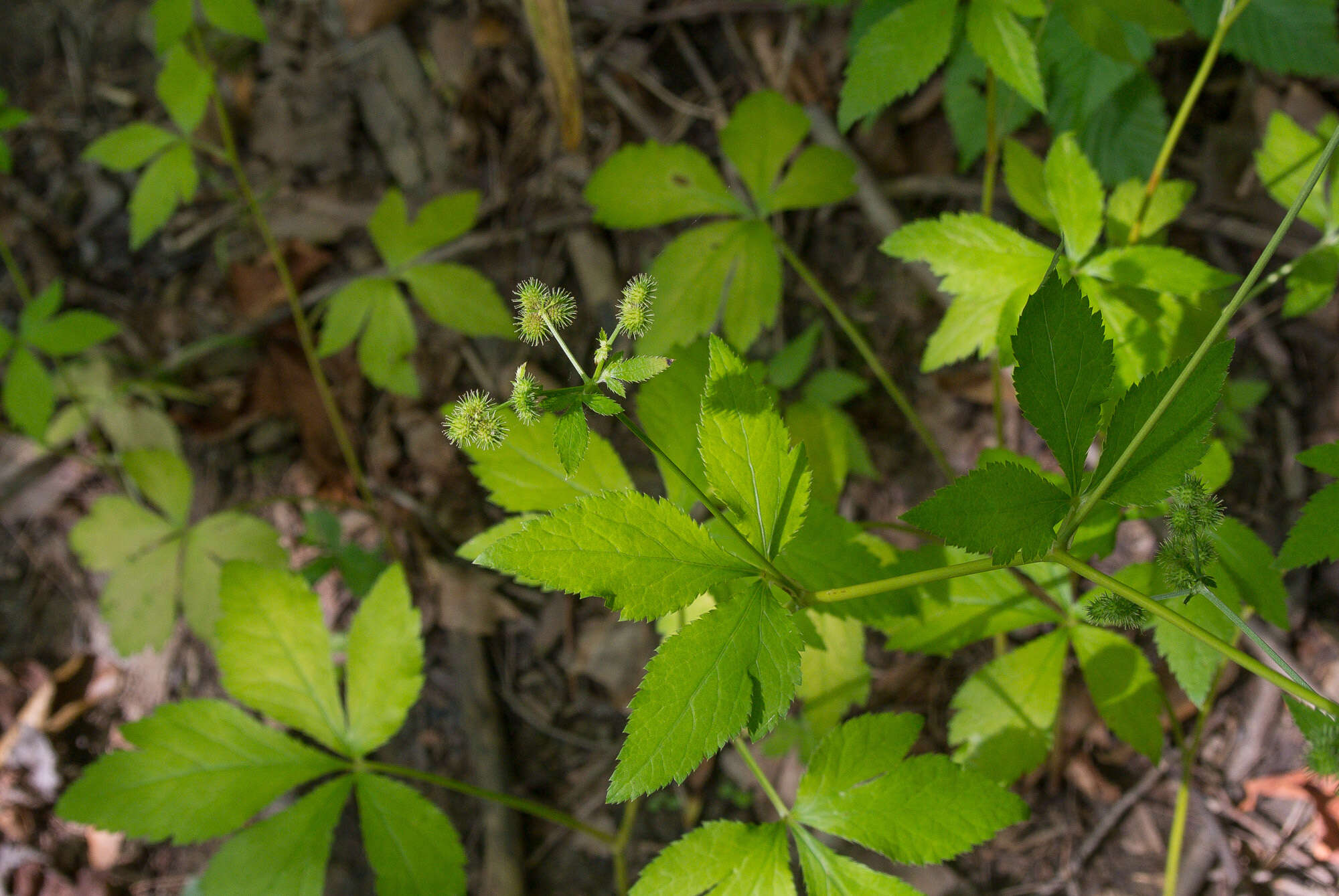 Image de Sanicula trifoliata Bicknell