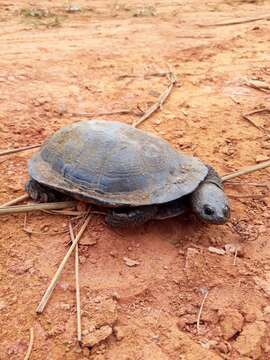 Image of Brazilian Radiolated Swamp Turtle