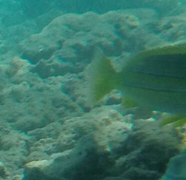 Image of Bluestripe snapper