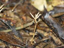 Image of Voyria corymbosa Splitg.