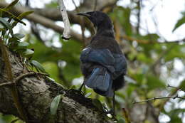 صورة Prosthemadera novaeseelandiae chathamensis Hartert 1928