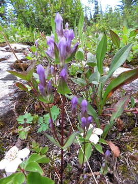 Image of fourpart dwarf gentian