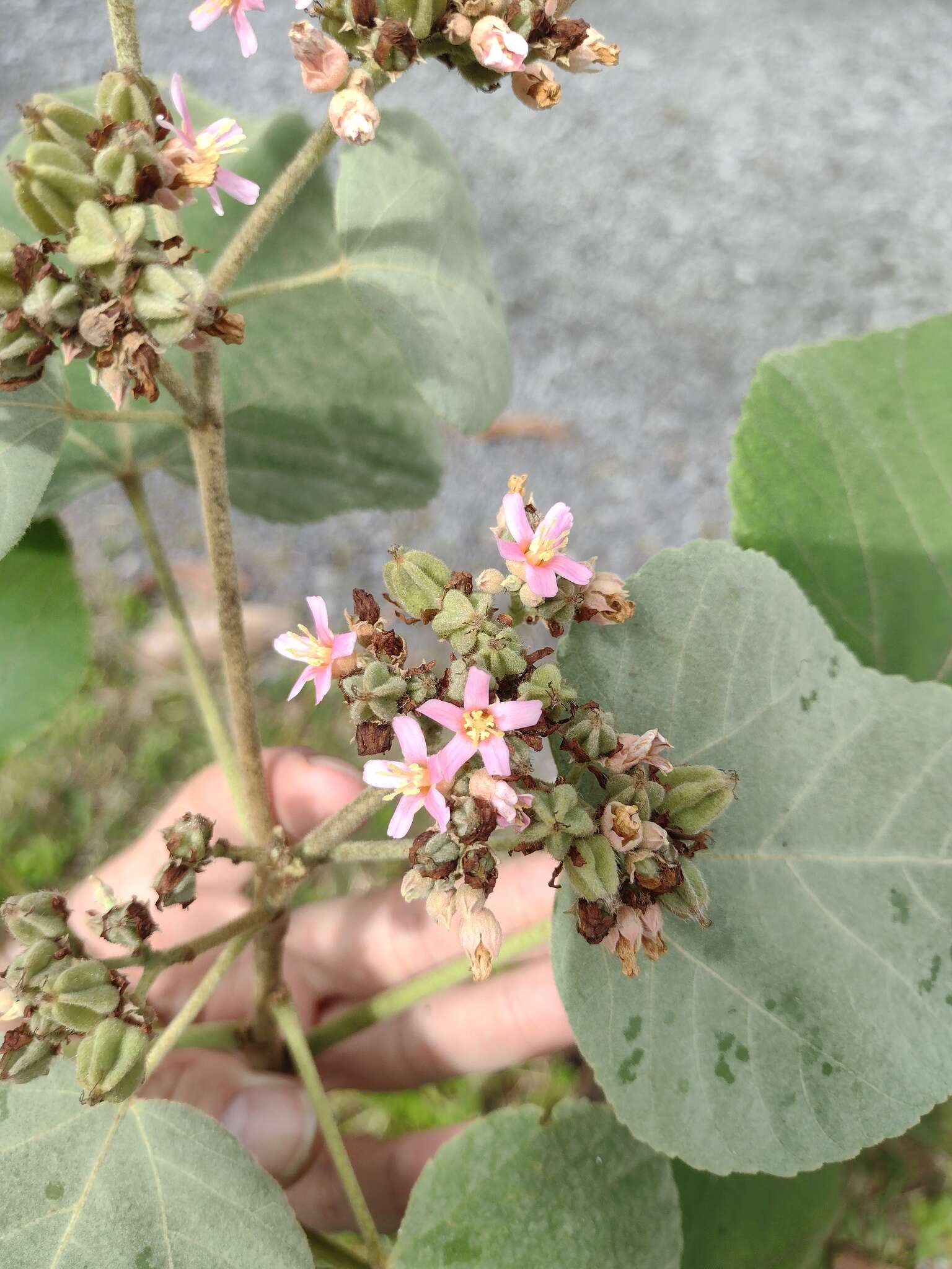 Image de Melochia umbellata (Houtt.) Stapf