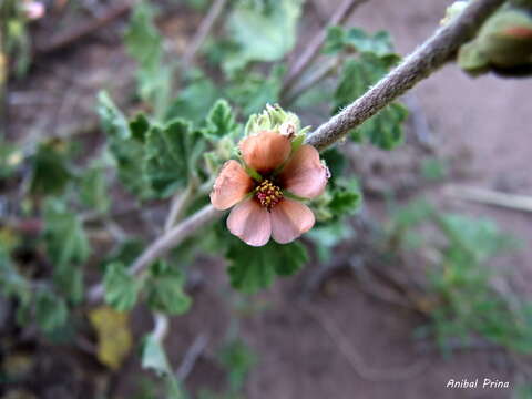 Image of Latin globemallow