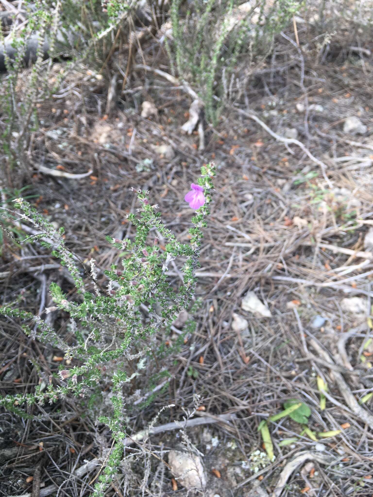 Image of Micromeria inodora (Desf.) Benth.