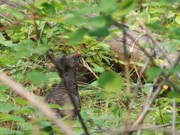 Image of Canachites canadensis franklinii (Douglas 1829)