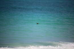 Image of Hawaiian Petrel