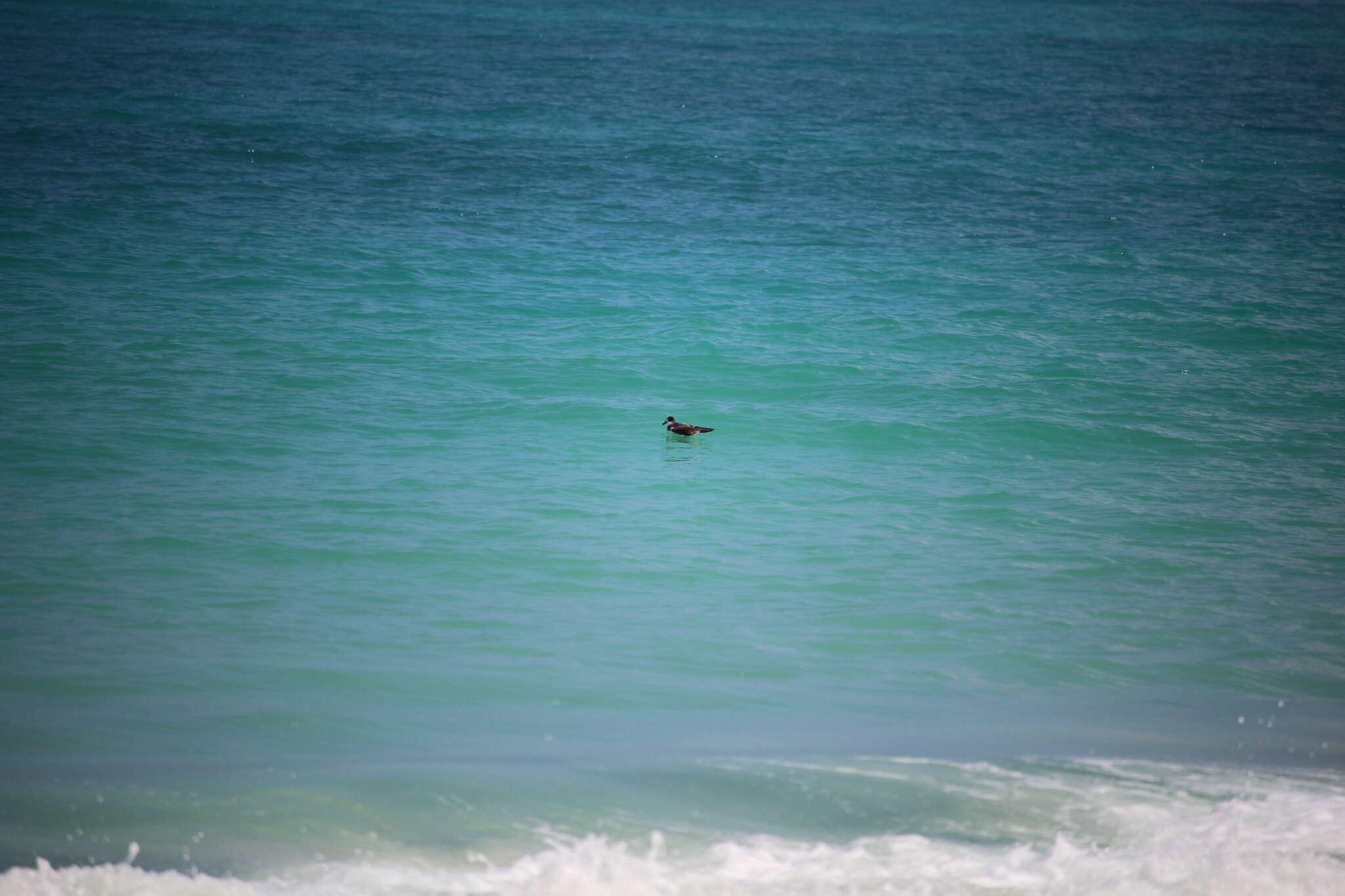 Image of Hawaiian Petrel