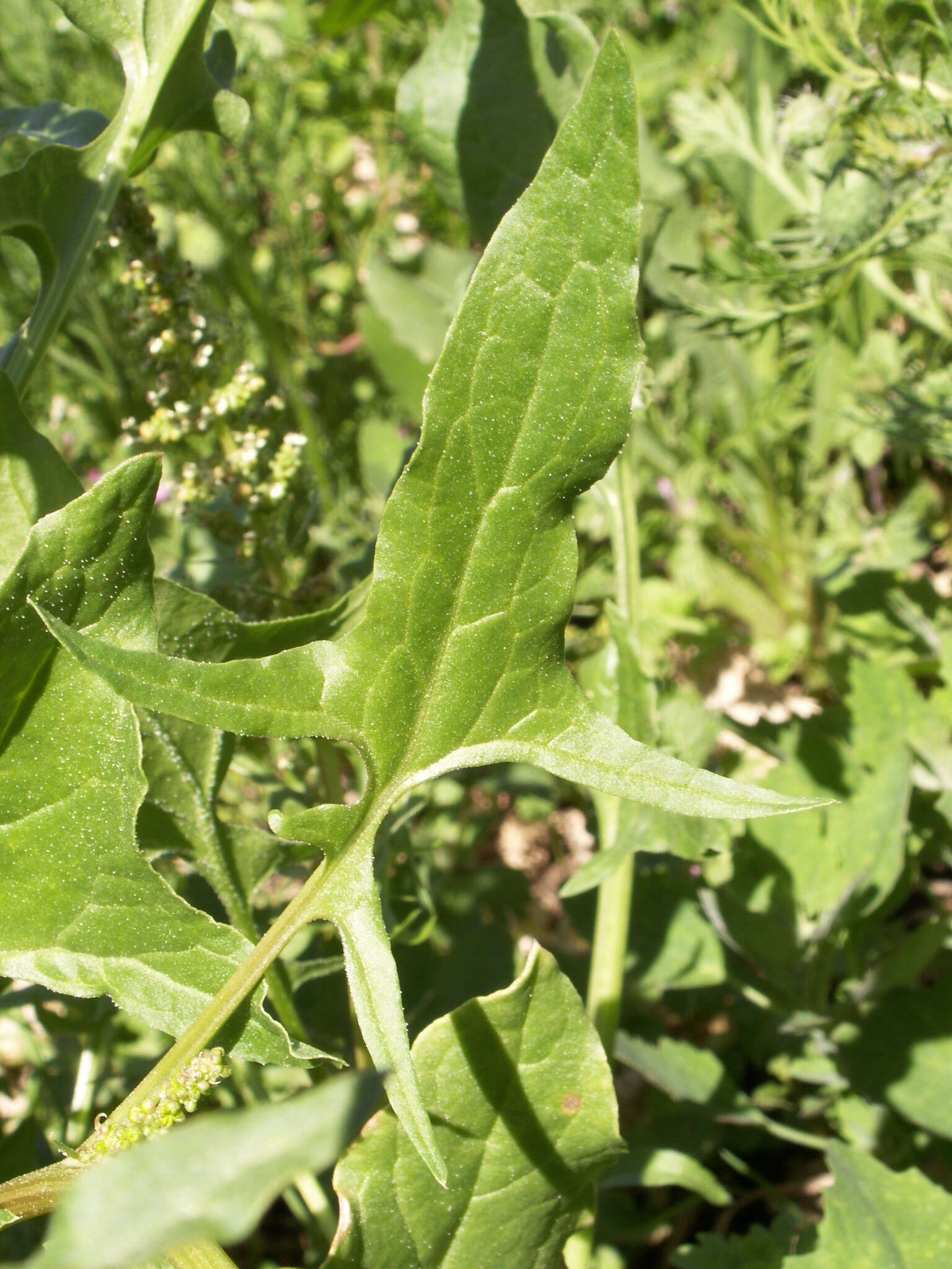 Plancia ëd Spinacia turkestanica Iljin