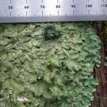 Image of parmelia abrothallus lichen