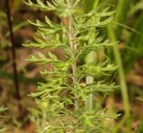 Image of Senecio haygarthii M. R. F. Taylor ex Hilliard