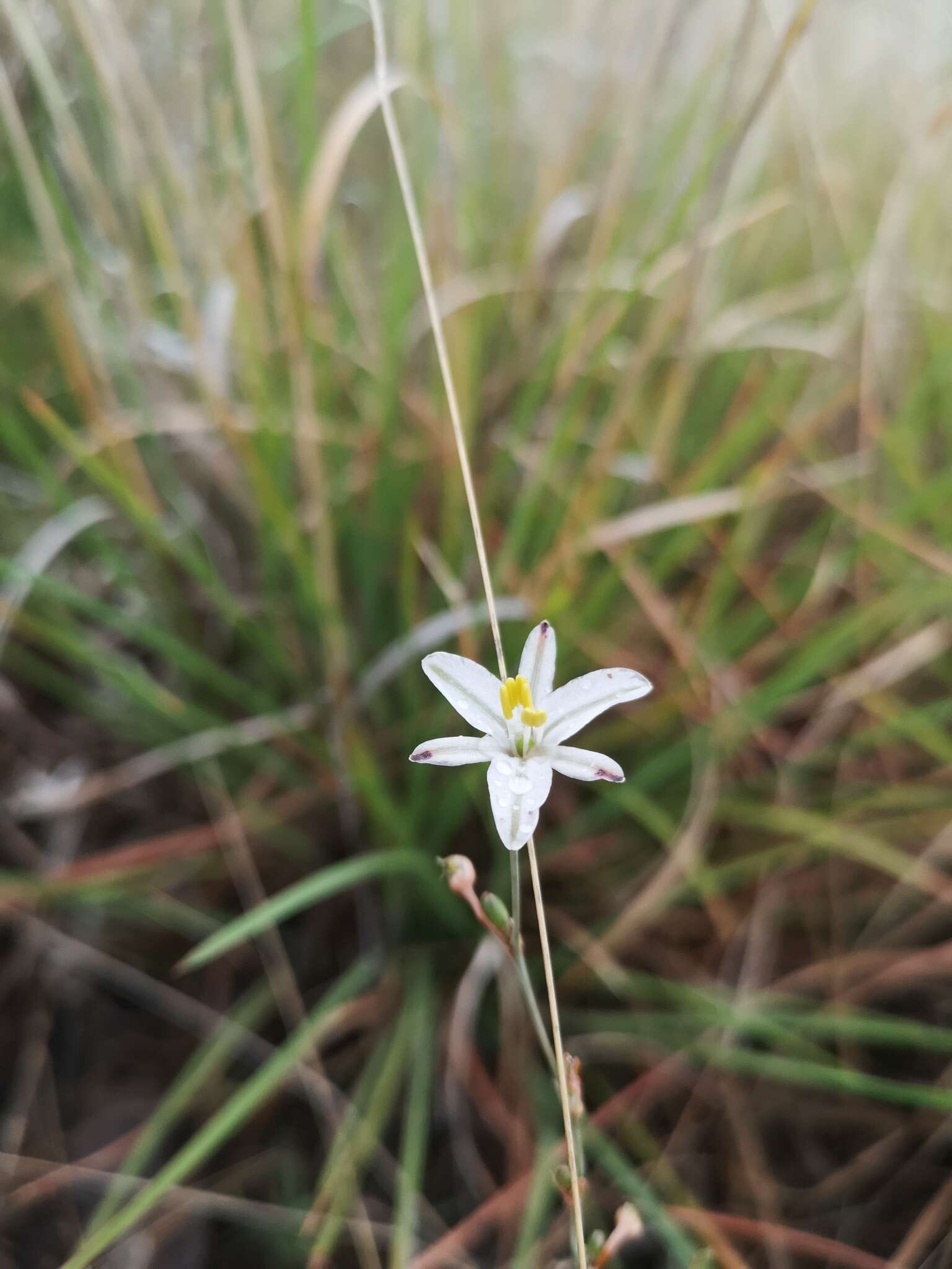 Image of Trachyandra saltii (Baker) Oberm.