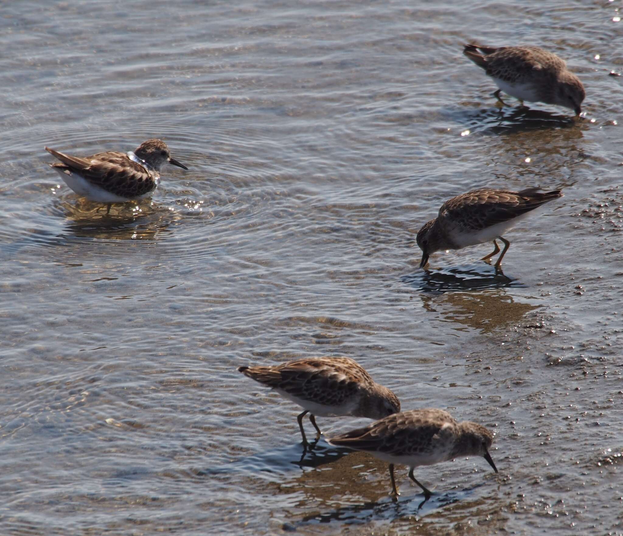 Image of Least Sandpiper