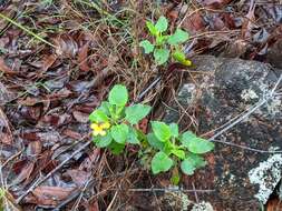 Image of Goodenia grandiflora Sims