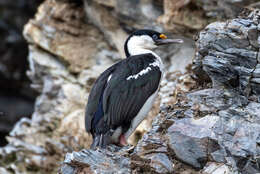 Image of Antarctic Shag