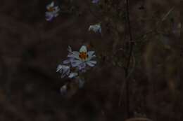 Imagem de Schizanthus porrigens subsp. porrigens