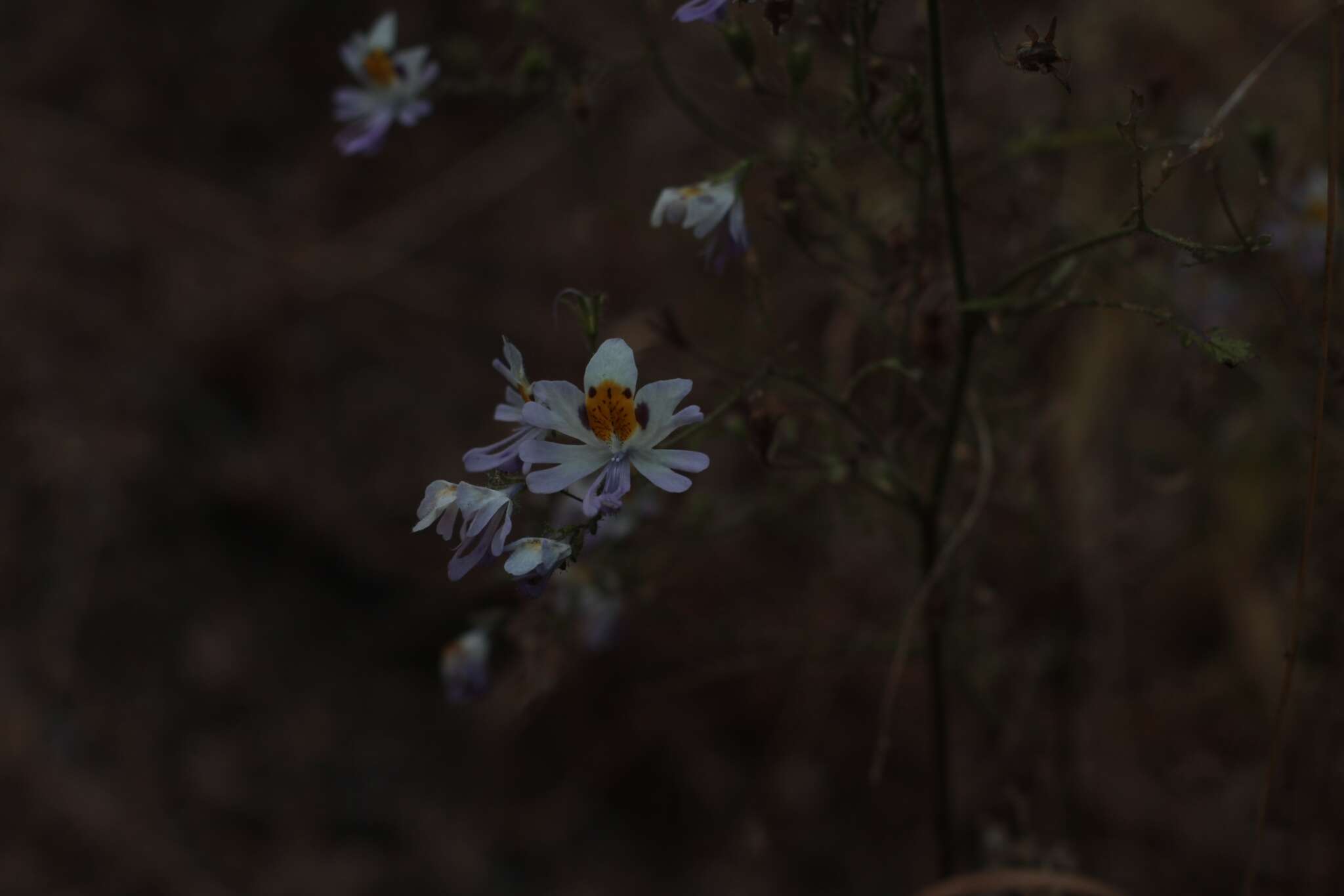 Imagem de Schizanthus porrigens subsp. porrigens