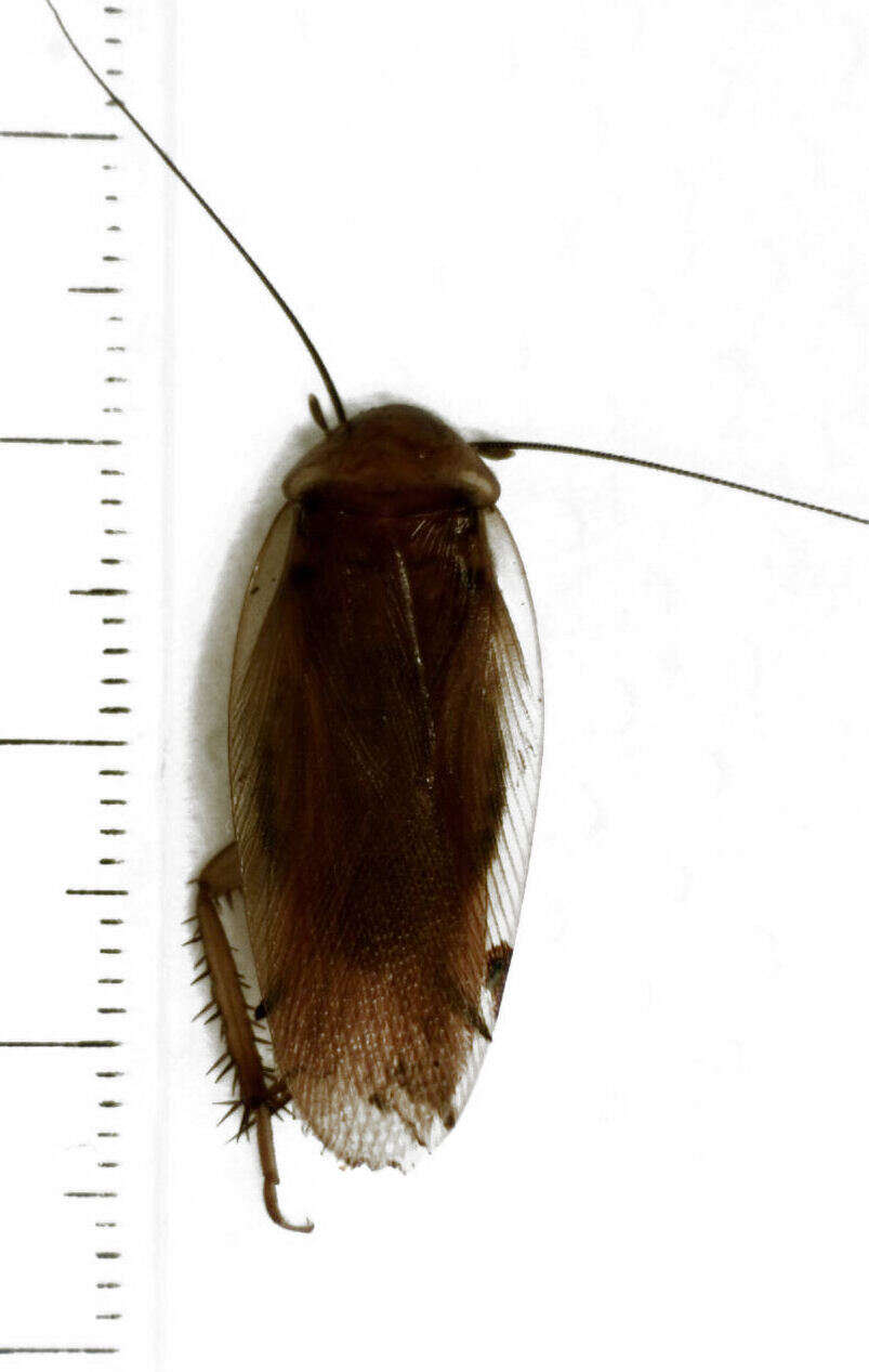 Neotemnopteryx fulva (Saussure 1863)的圖片