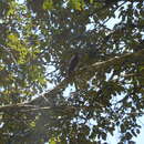 Image of Rufous-thighed Kite