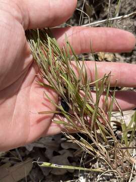 Image of branched blazing star