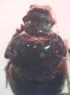 Image de Onthophagus chryses Bates 1887