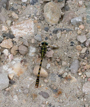 Image of <i>Onychogomphus forcipatus unguiculatus</i>