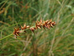 Image de Carex spicata Huds.