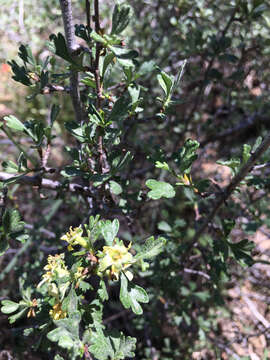 Plancia ëd Purshia tridentata (Pursh) DC.