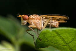 Image de Tetanocera melanostigma Steyskal 1959