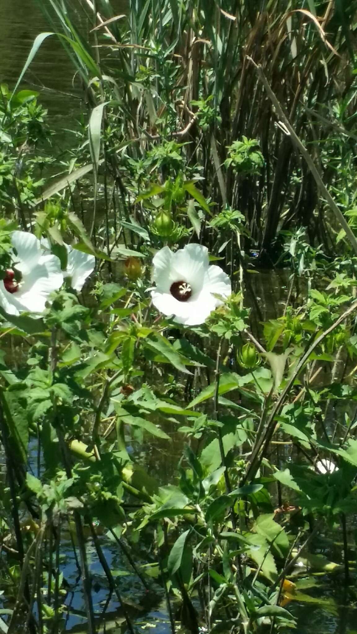 Слика од Hibiscus laevis All.